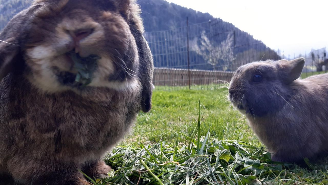 Unsere Hasen Unsere Hasen